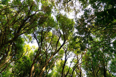 Low angle view of trees in forest