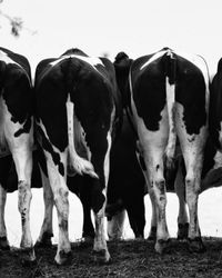 Cows standing on field against sky