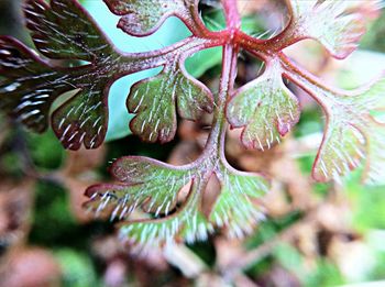 Close-up of leaves