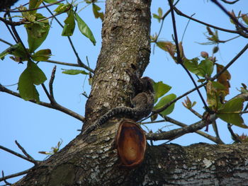 Low angle view of a tree