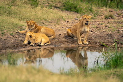 Lioness drinking water