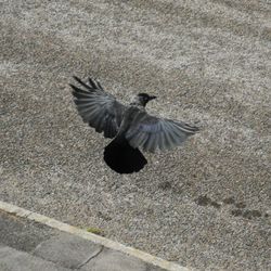 High angle view of pigeon flying