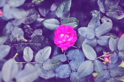 Close-up of pink flower