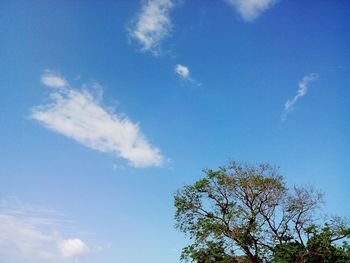 Low angle view of tree against blue sky