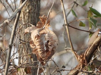 Close-up of dried plant