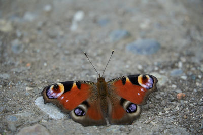 Close-up of butterfly