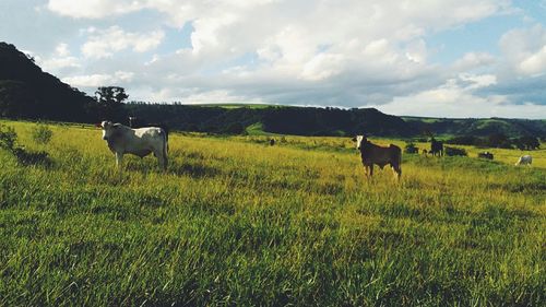 Horse grazing on grassy field against cloudy sky