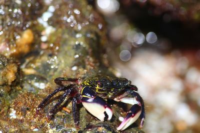 Close-up of crab