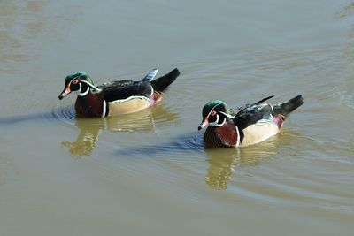 Man swimming in lake