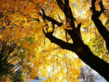 Low angle view of tree in autumn