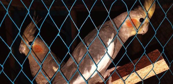 View of bird in cage seen through chainlink fence