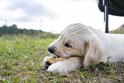 Male golden retriever dog eats a bone from pressed chicken bones outdoors lying in the grass.