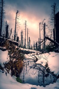 Plants on snow covered land against sky during sunset