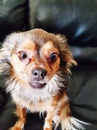 Close-up portrait of dog