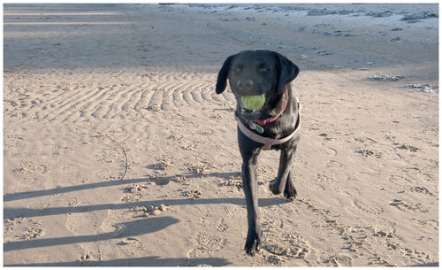 Dog standing on beach