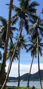 Palm trees on beach against sky