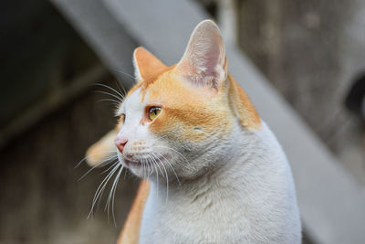 animal