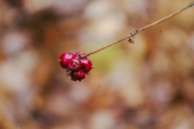 Close-up of red flower buds growing outdoors