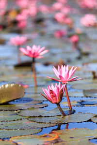 Close-up of pink water lily in lake