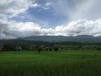 Scenic view of agricultural field against sky