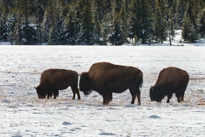 Three bison in yellowstone national park