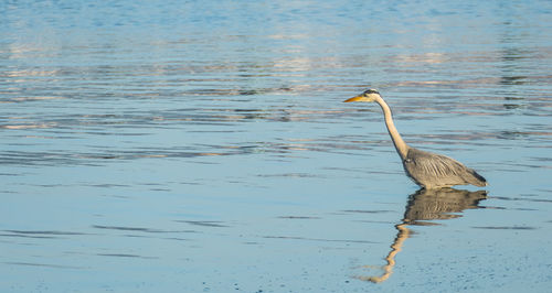 High angle view of gray heron on lake