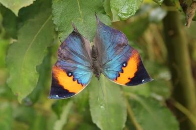 Close-up of butterfly perching on leaf