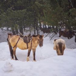 View of horses on snow covered field
