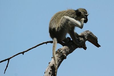 Low angle view of lizard on tree against clear sky