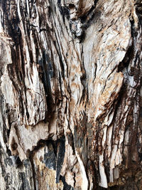 Full frame shot of tree trunk