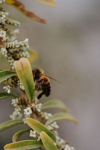 Close-up of bee pollinating on flower