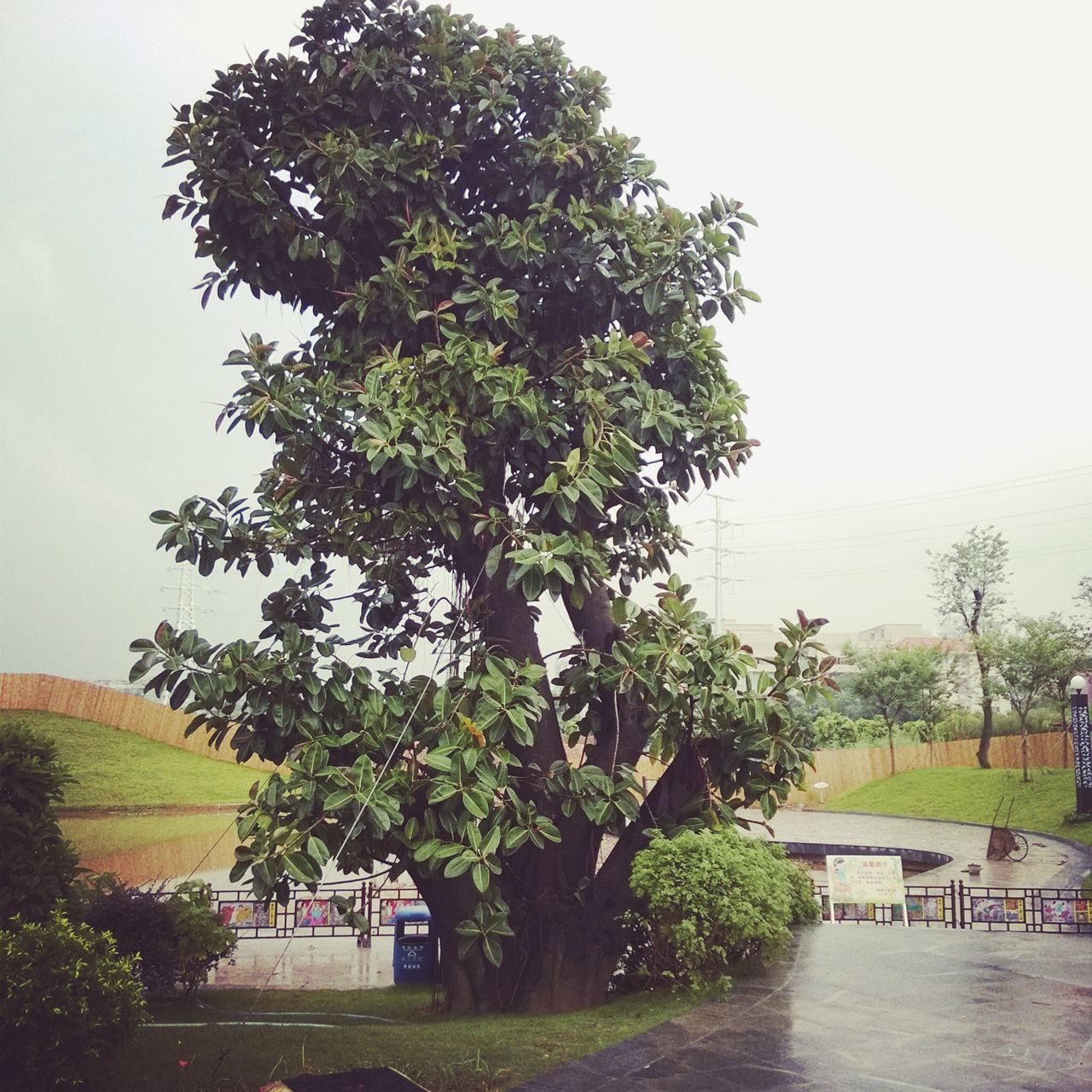 tree, tranquility, tranquil scene, growth, clear sky, grass, nature, beauty in nature, water, green color, scenics, sky, landscape, field, day, plant, branch, outdoors, green, no people