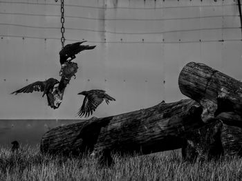 Bird flying over grass