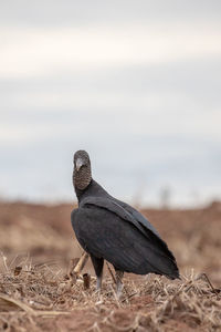 Bird perching on a field