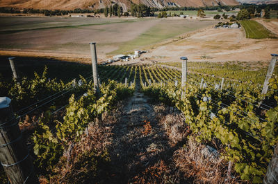 High angle view of vineyard