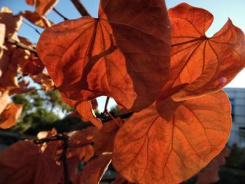 Close-up of autumnal leaves against blurred background