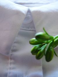 Close-up of plant