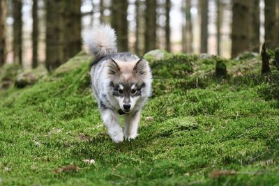 Portrait of a young puppy finnish lapphund dog running in the forest or woods 