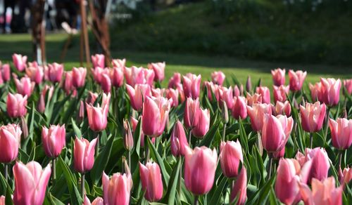 Close-up of pink tulips on field