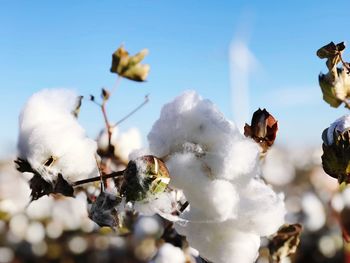 Close-up of snow on plant during winter