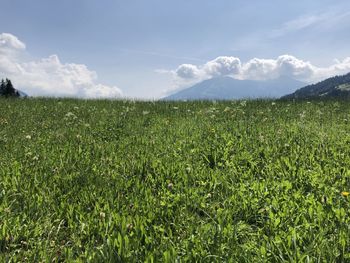 Scenic view of field against sky