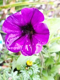 Close-up of purple flower blooming outdoors