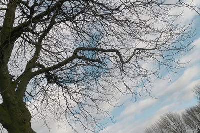 Low angle view of bare trees against sky