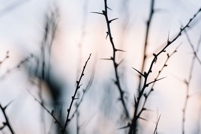 Close-up of dry plant with spines in winter