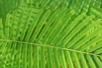 Full frame shot of green leaves