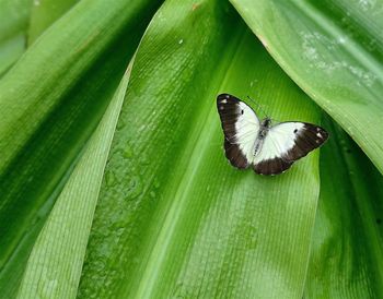 Close-up of butterfly on leaf