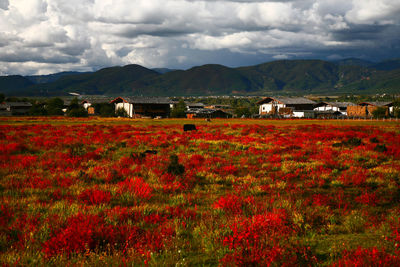 Plants growing on field against cloudy sky