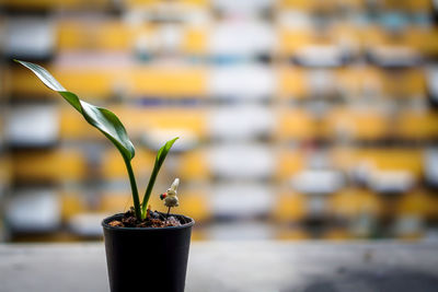 Close-up of potted plant in pot