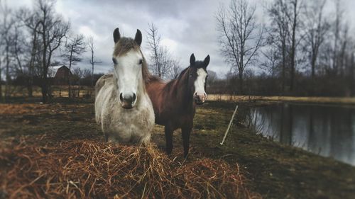 Horses standing on field against sky