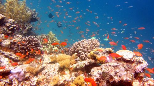 Fish swimming in sea and colorful corals